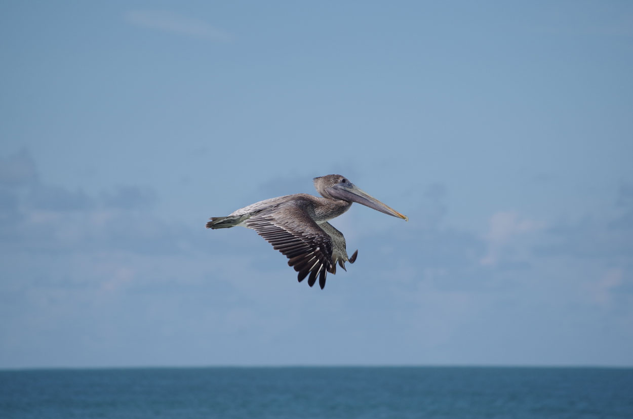 Brown_pelican