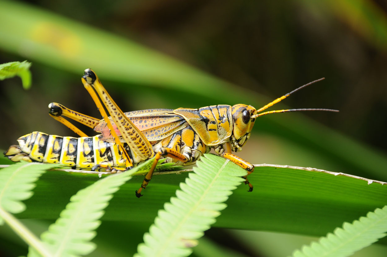 Grasshopper